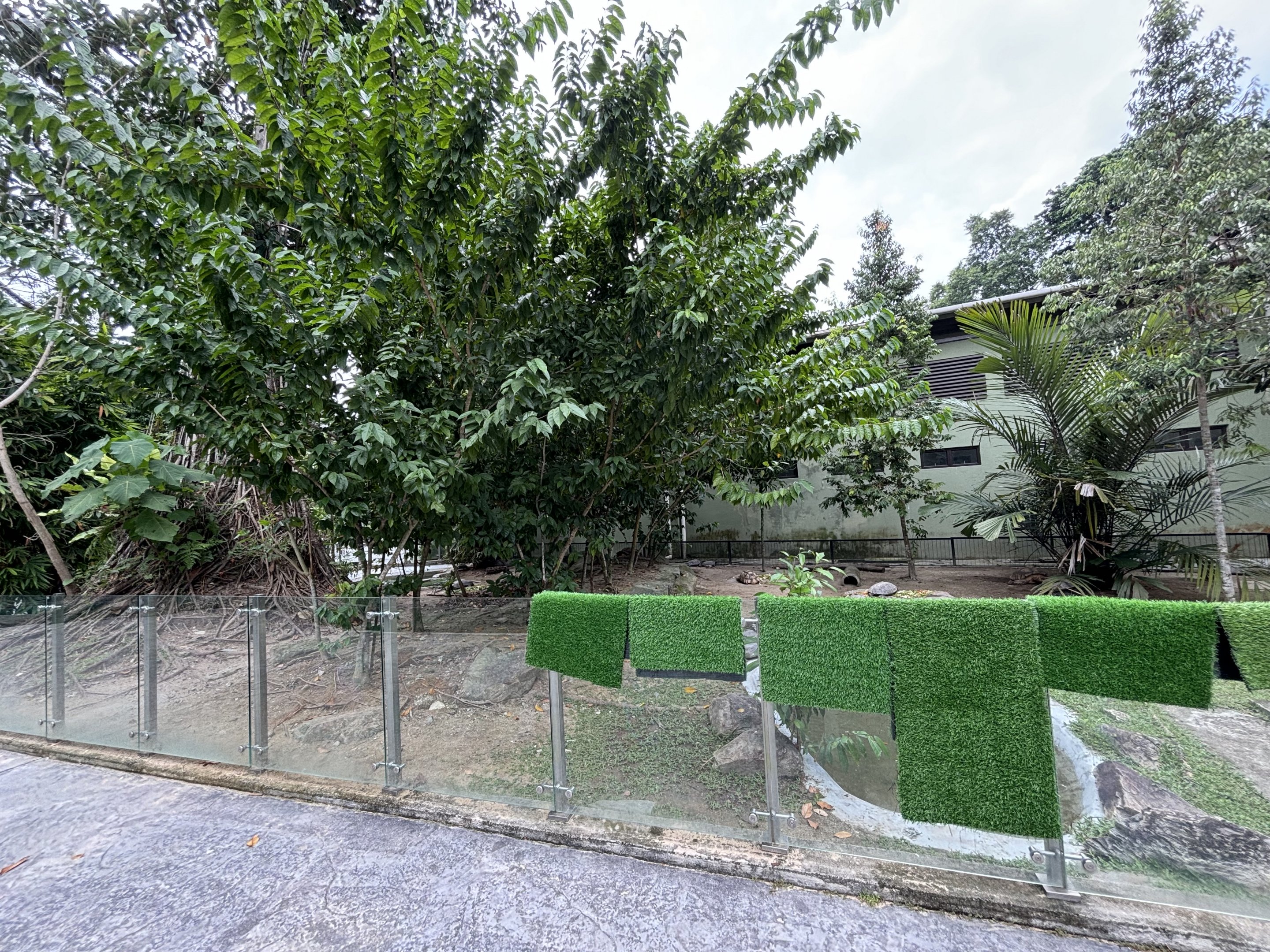 Asian Brown + African Spurred Tortoise Exhibit