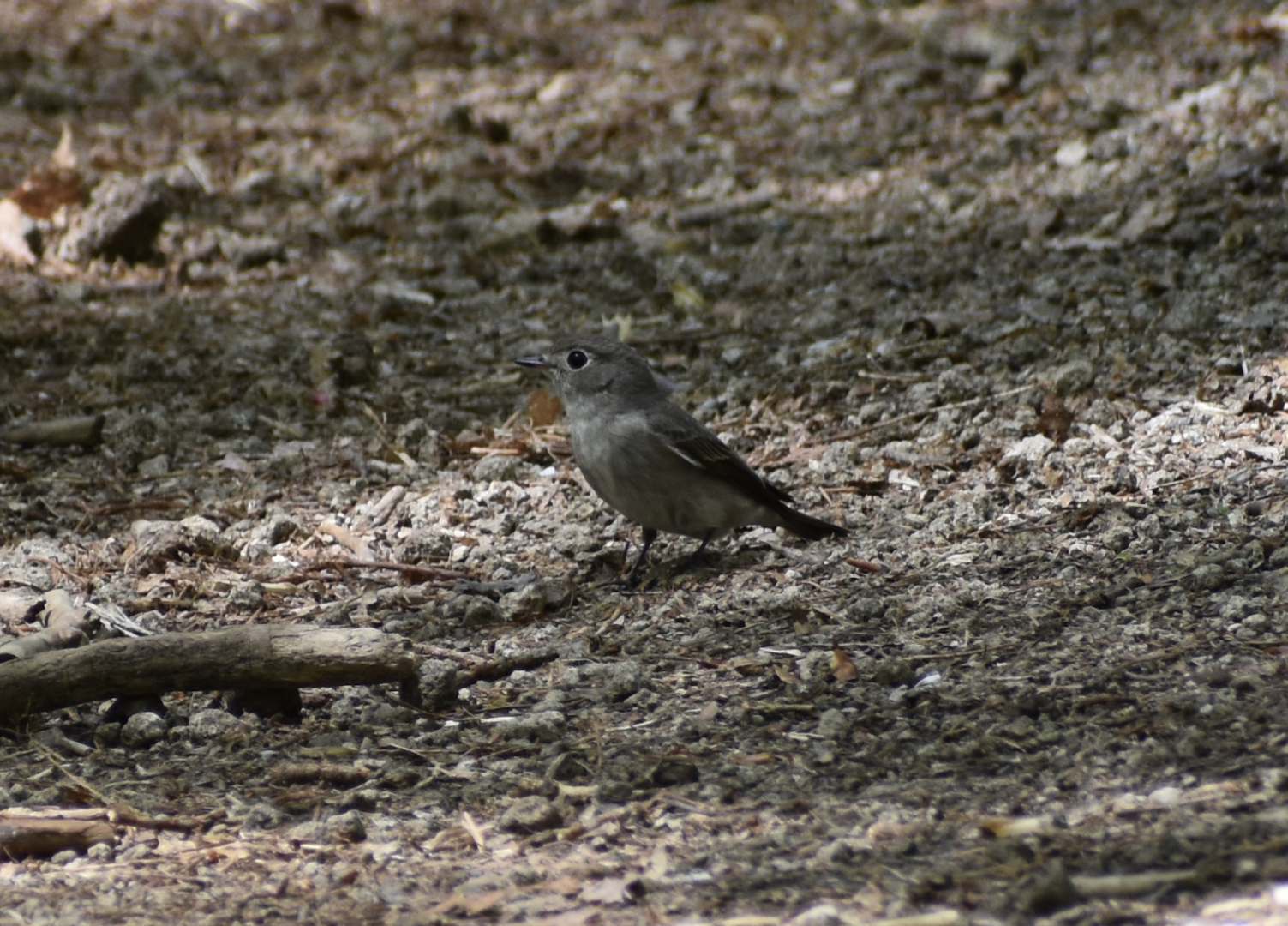Asian Brown Flycatcher ~ Karuizawa