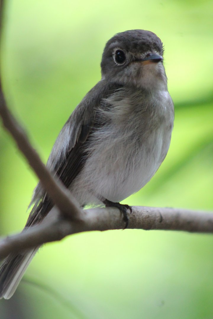 Asian Brown Flycatcher (Muscicapa dauurica)