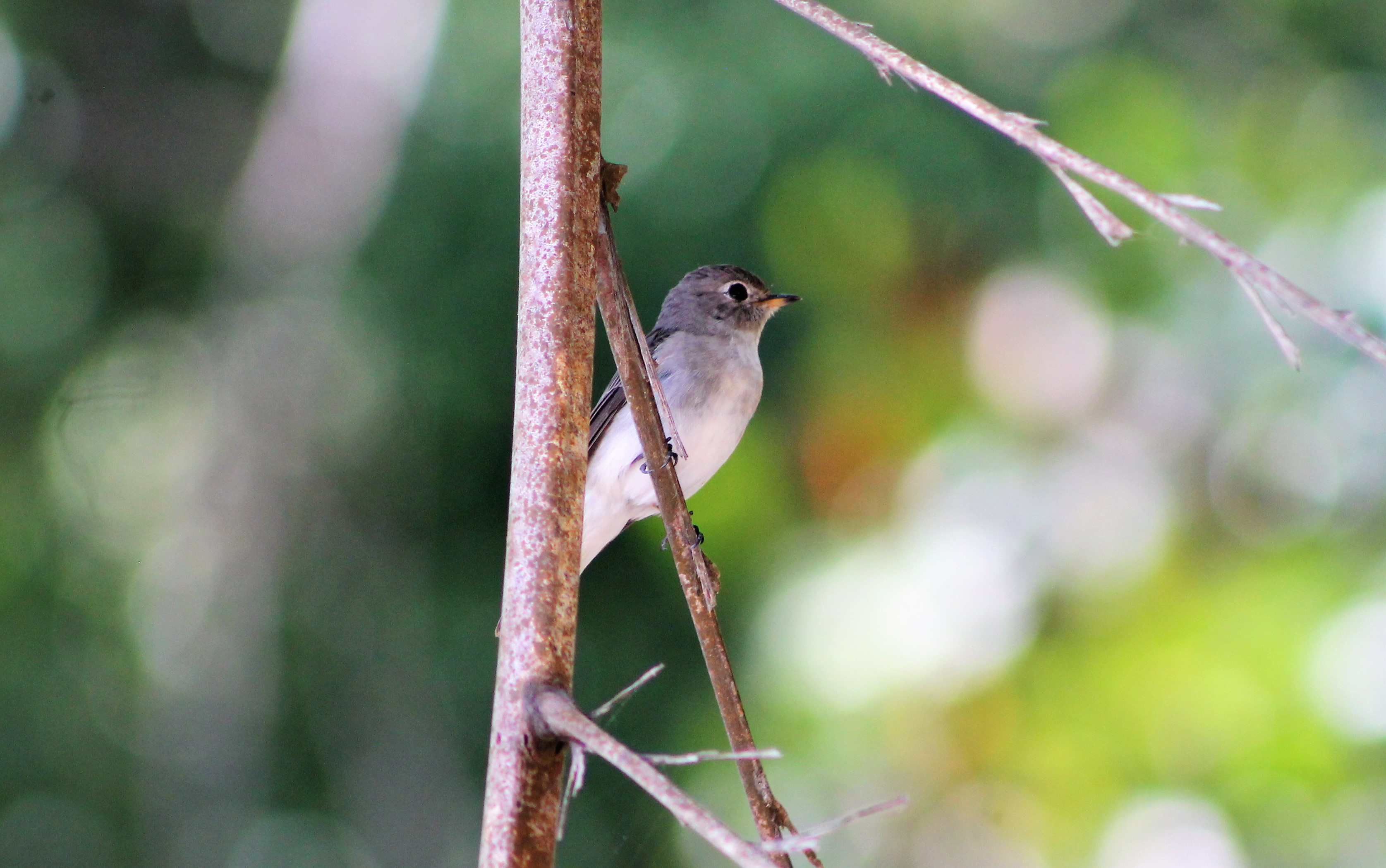 Asian Brown Flycatcher (Muscicapa dauurica)