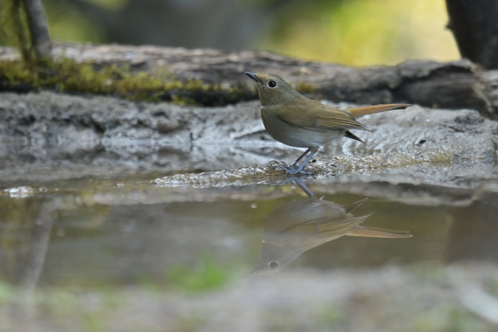 Asian Brown Flycatcher Muscicapa dauurica