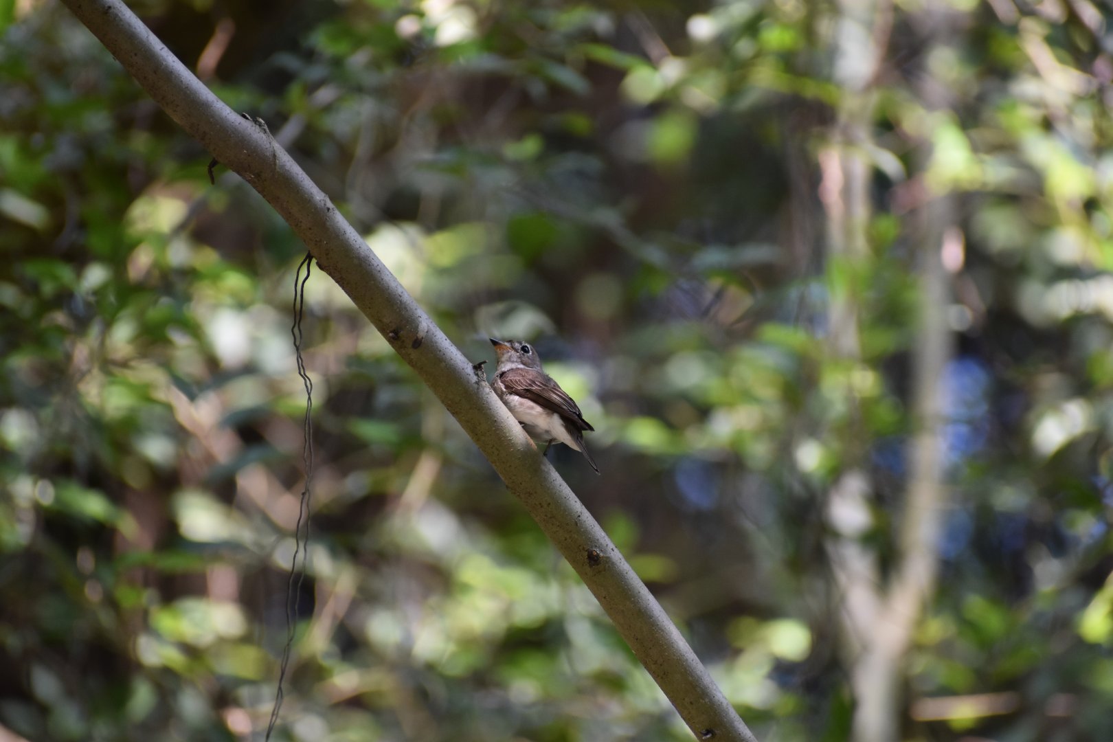 Asian Brown Flycatcher ~ Singapore Botanic Gardens