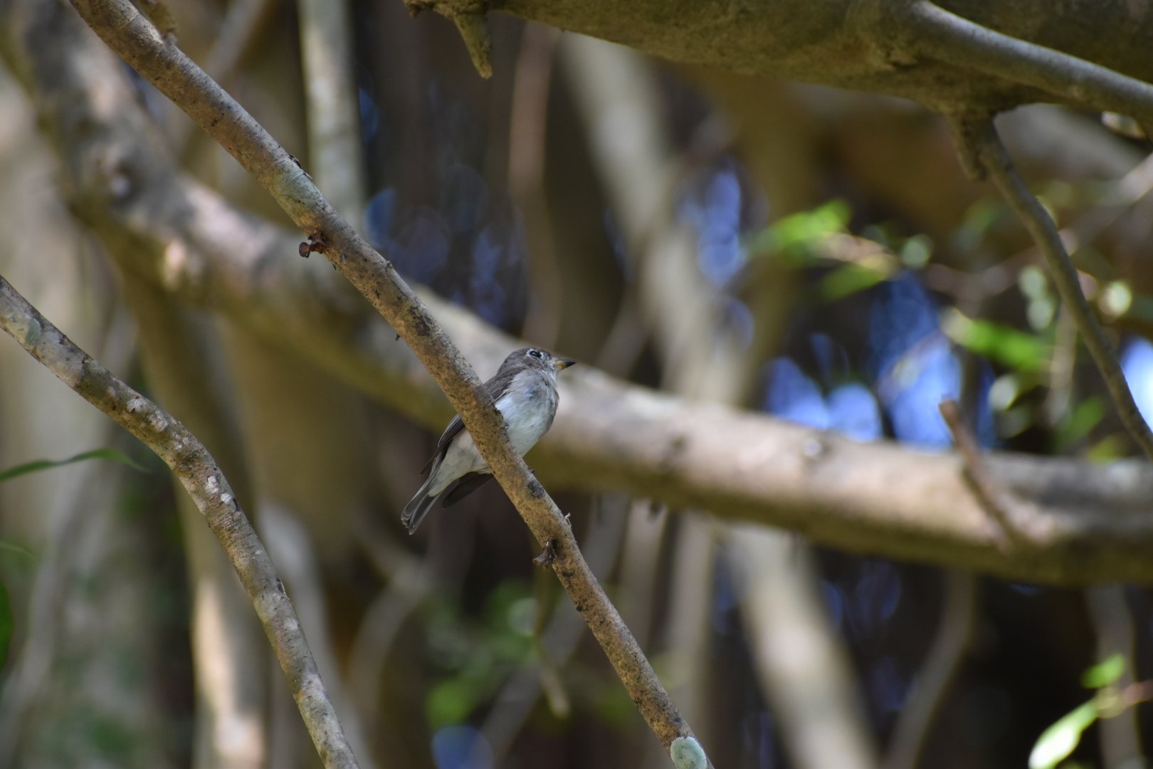 Asian Brown Flycatcher ~ Singapore Botanic Gardens