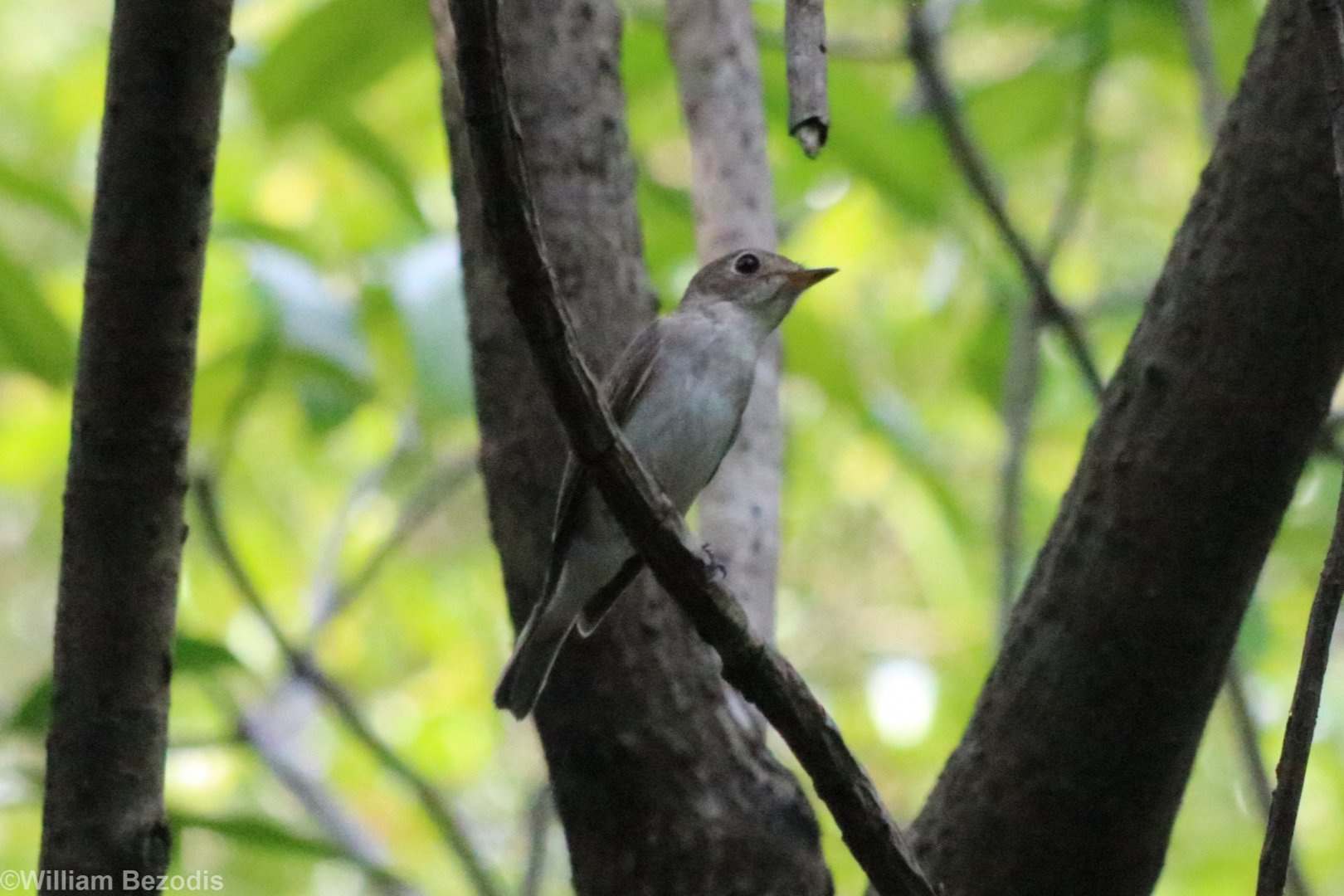 Asian Brown Flycatcher - Sri Nakhon Khuean Khan Park, Bangkok
