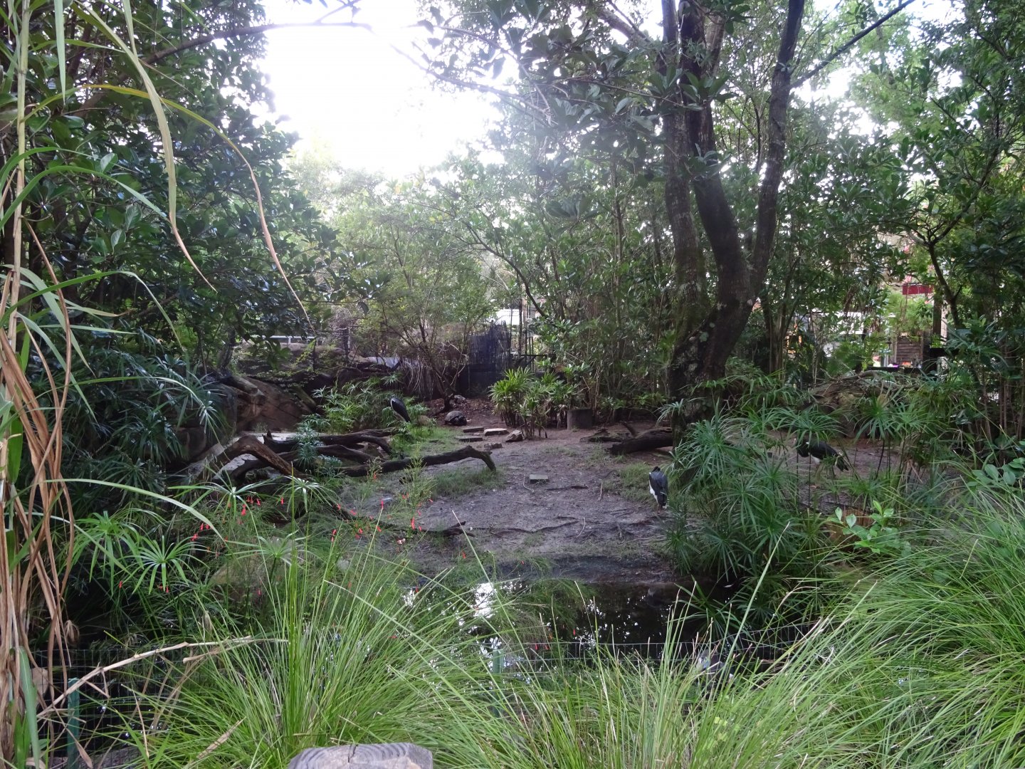 Asian Brown Tortoise / Abdim's Stork Enclosure at Disney's Animal Kingdom (2014)