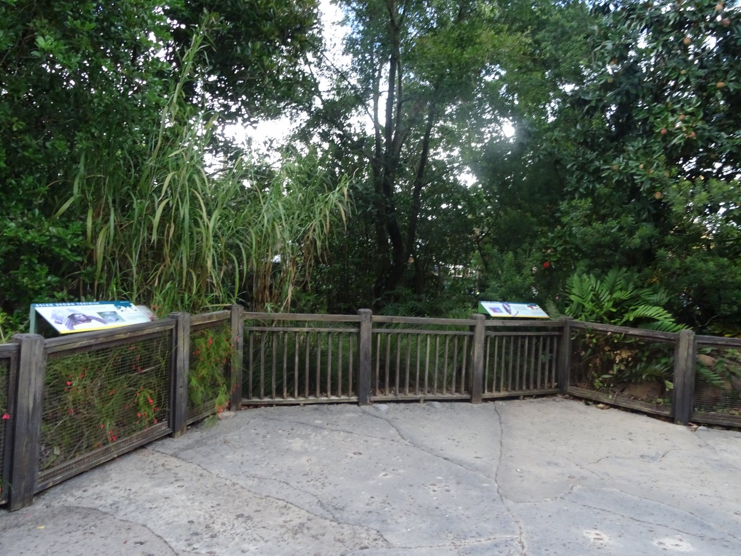 Asian Brown Tortoise and Abdim's Stork Viewing Area at Disney's Animal Kingdom (2014)
