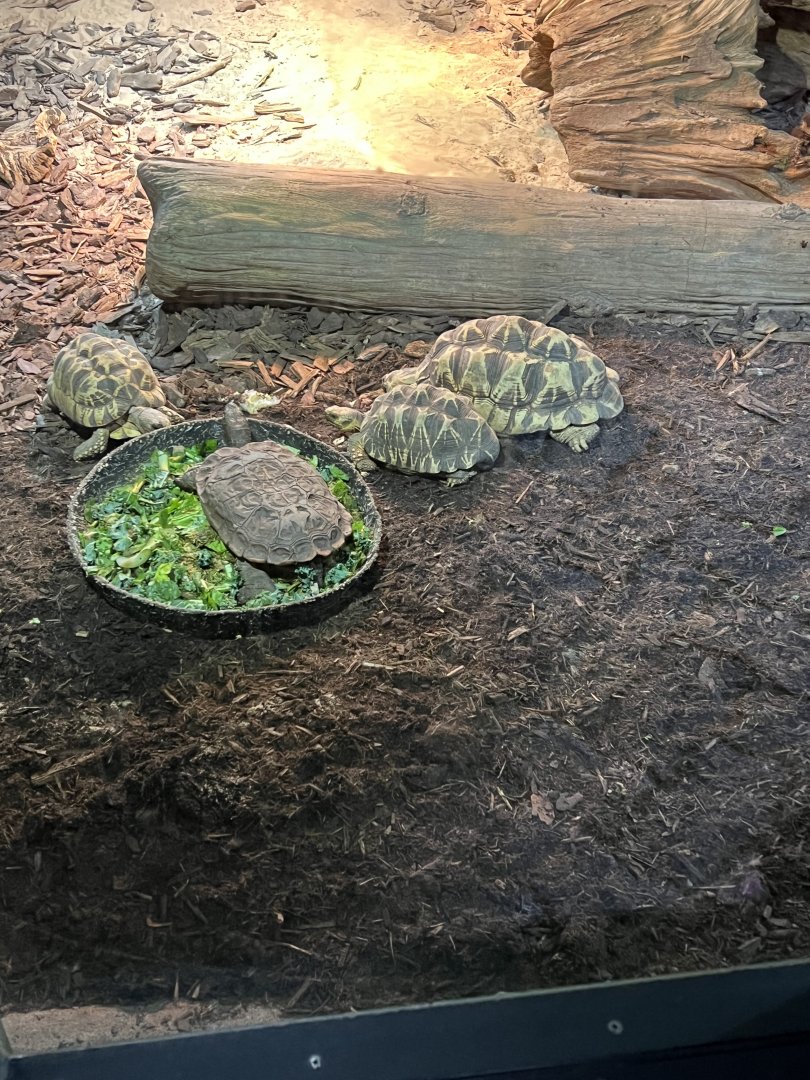 Asian Brown Tortoise and Burmese Star Tortoises