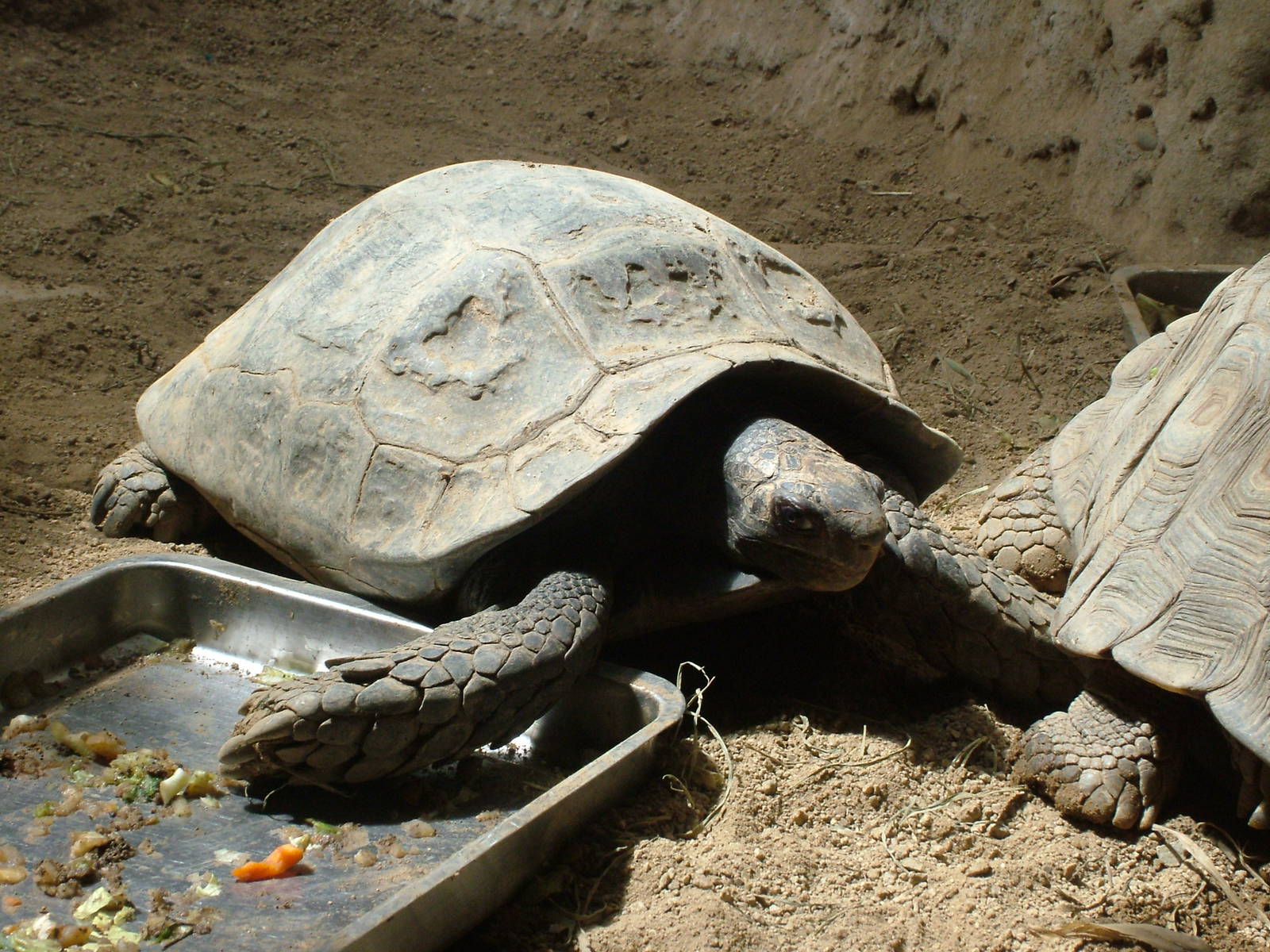 Asian Brown Tortoise at Barcelona, 30/05/11