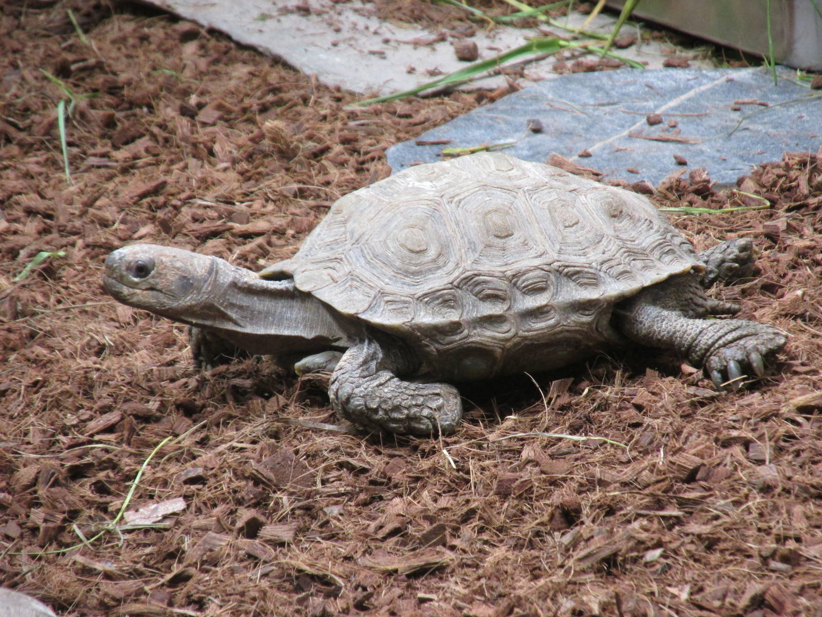 asian brown tortoise  barcelona zoo