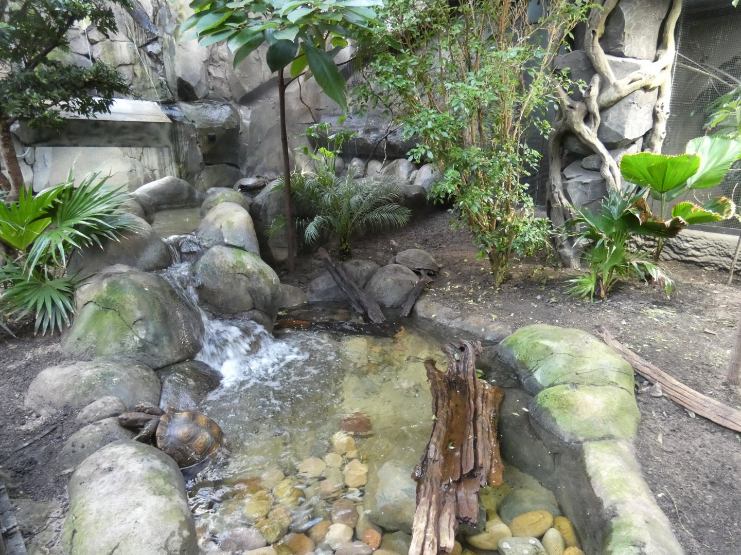 Asian Brown Tortoise enclosure