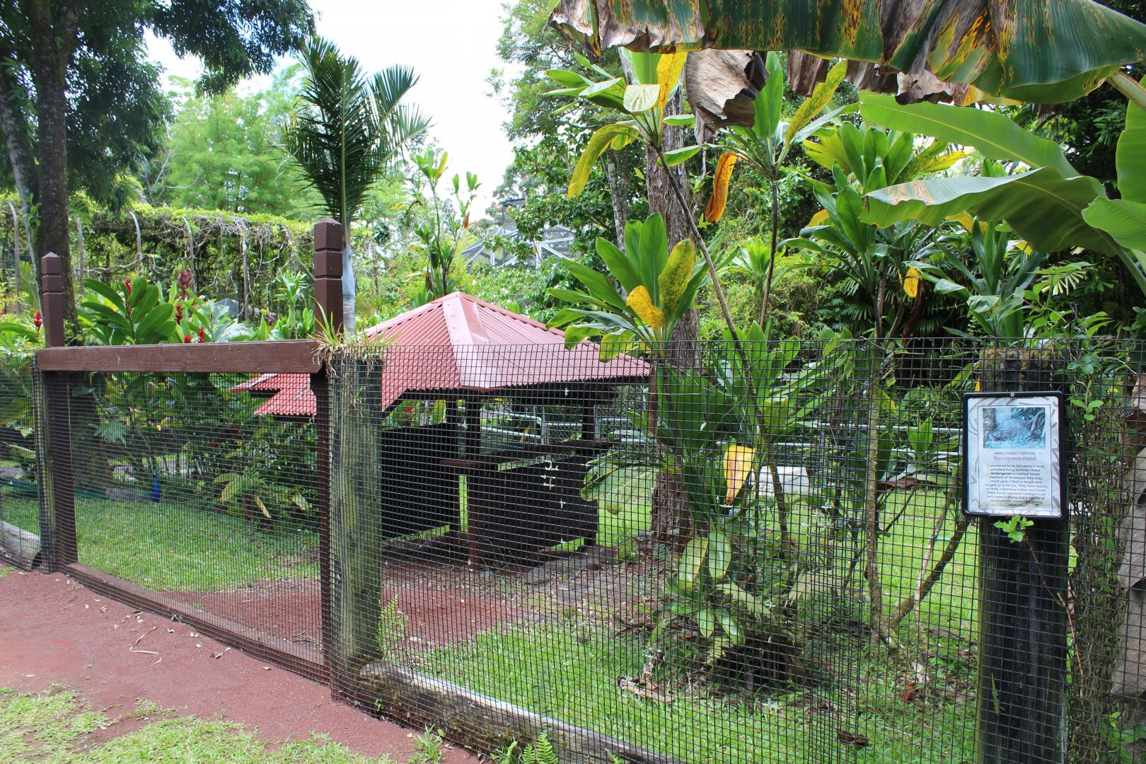 Asian Brown Tortoise Exhibit