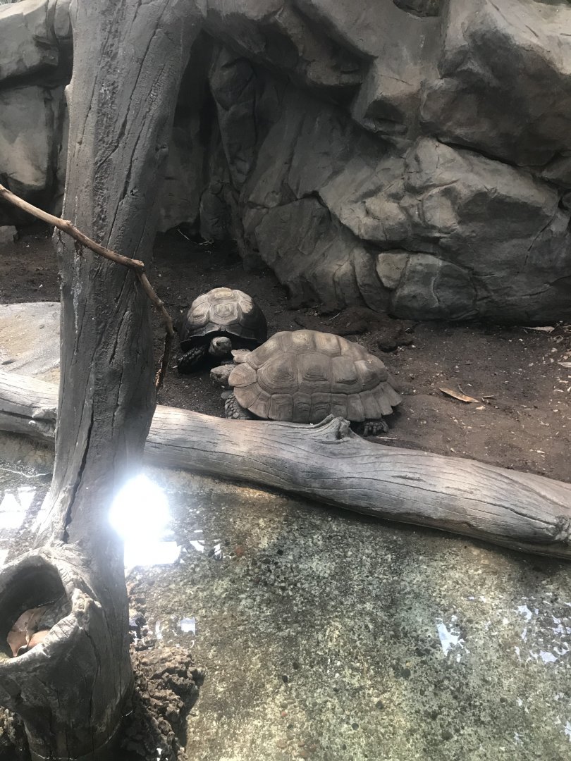 Asian brown tortoise exhibit