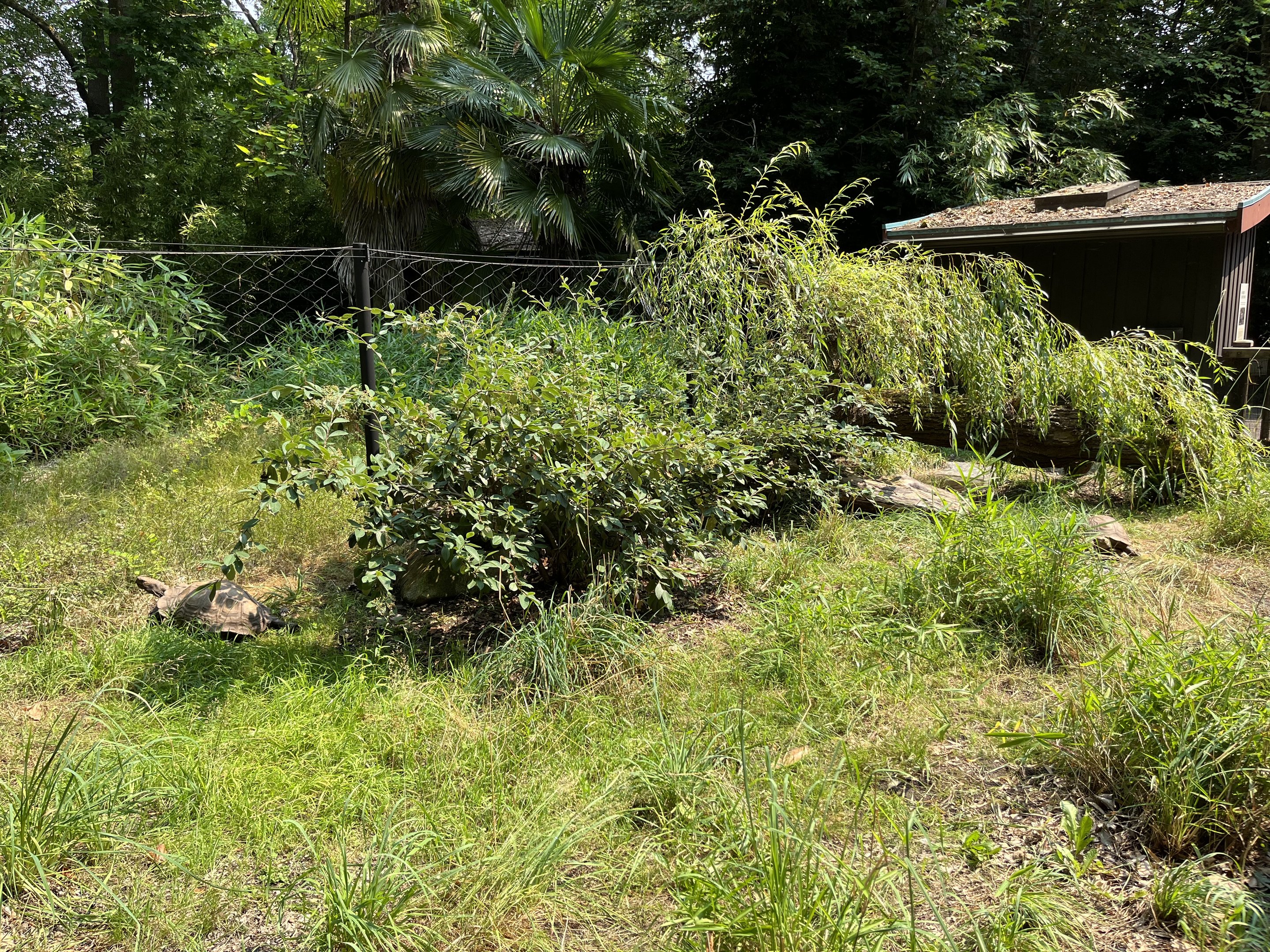Asian Brown Tortoise Exhibit