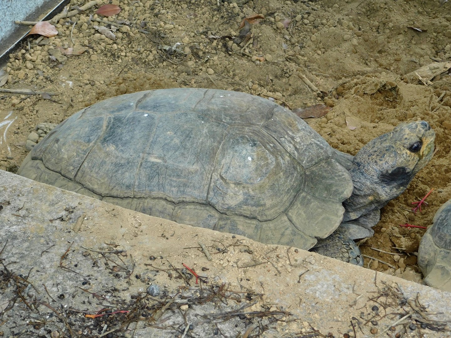 Asian Brown Tortoise (Manouria emys) July 27, 2025