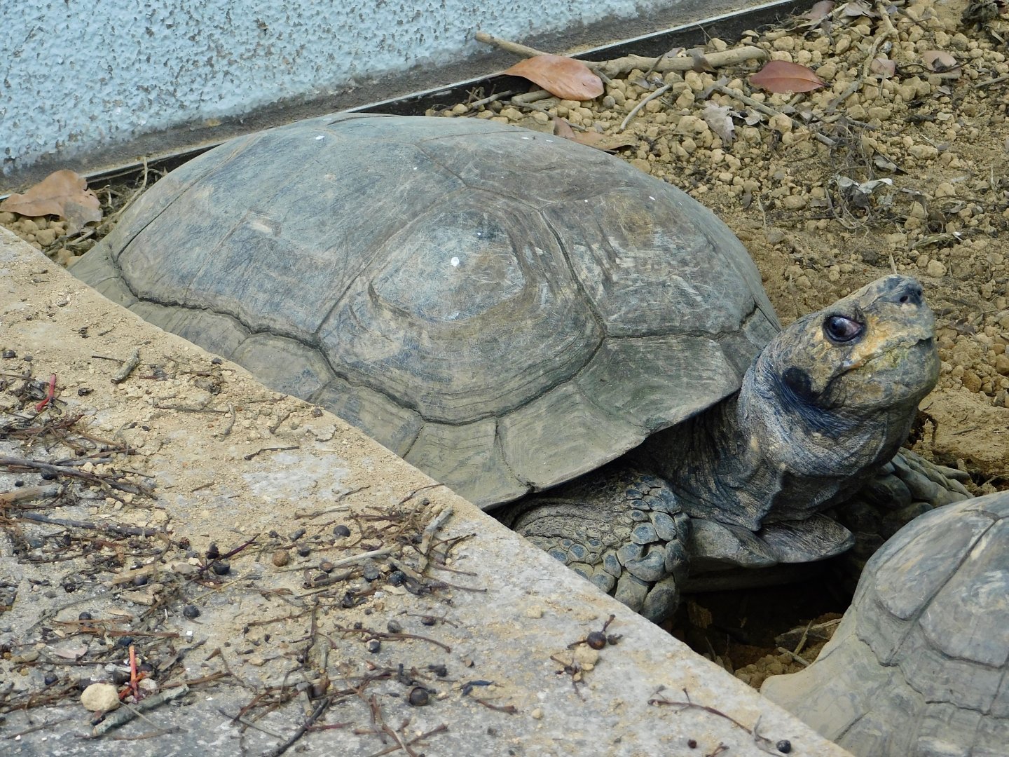 Asian Brown Tortoise (Manouria emys) July 27, 2025