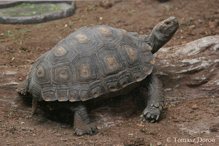 Asian Brown Tortoise (Manouria emys)