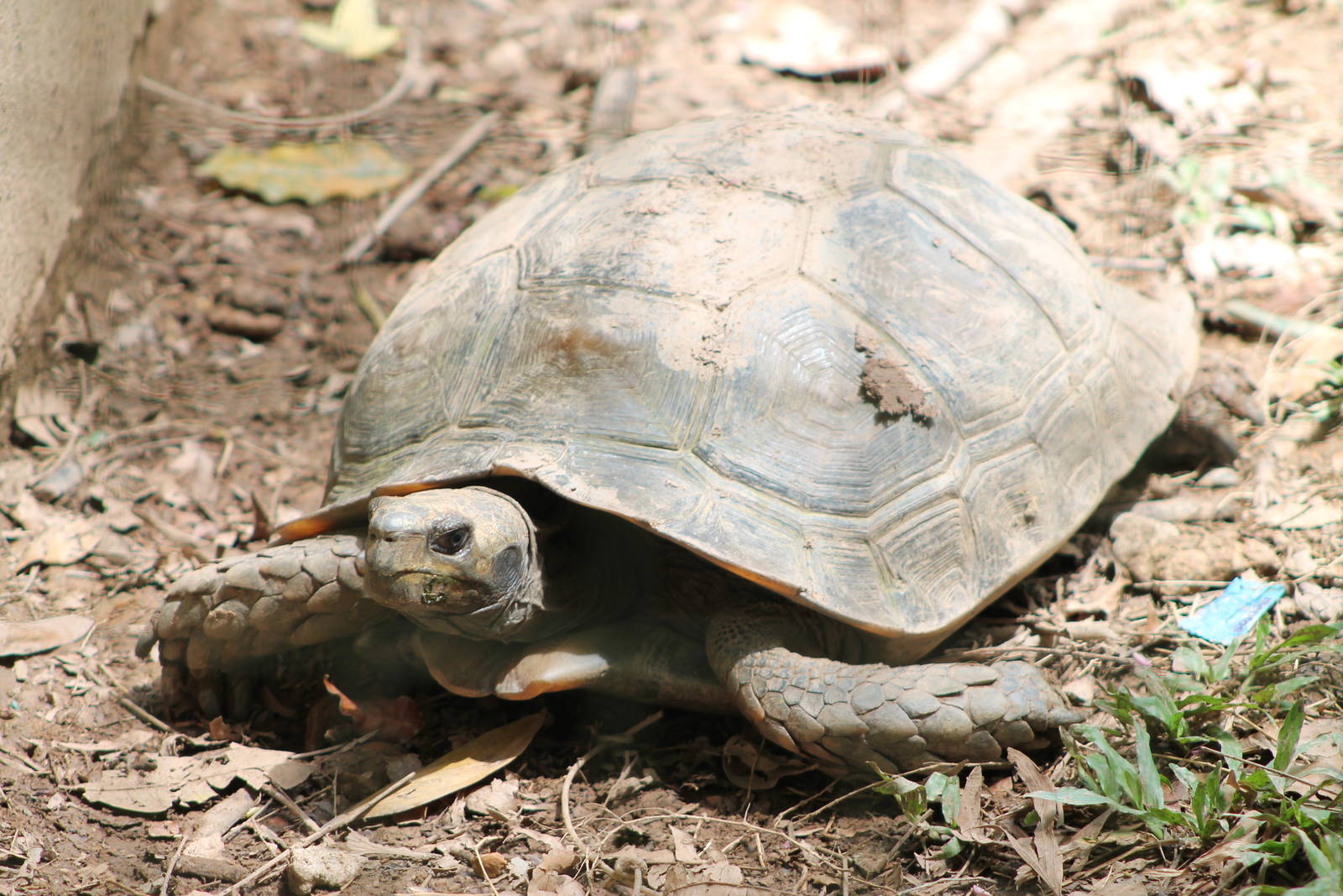 Asian Brown Tortoise (Manouria emys)
