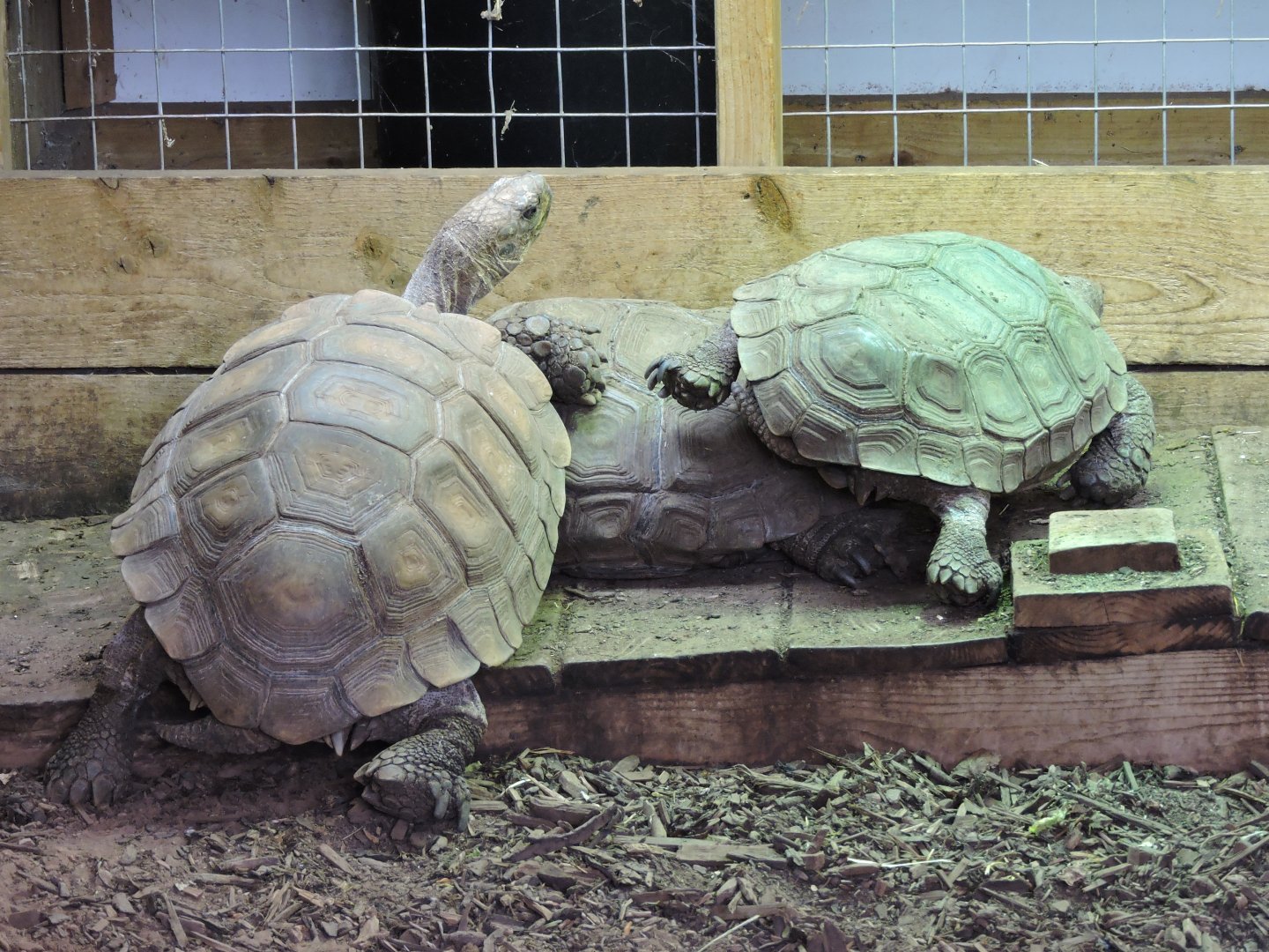 Asian Brown Tortoise - Manouria Emys