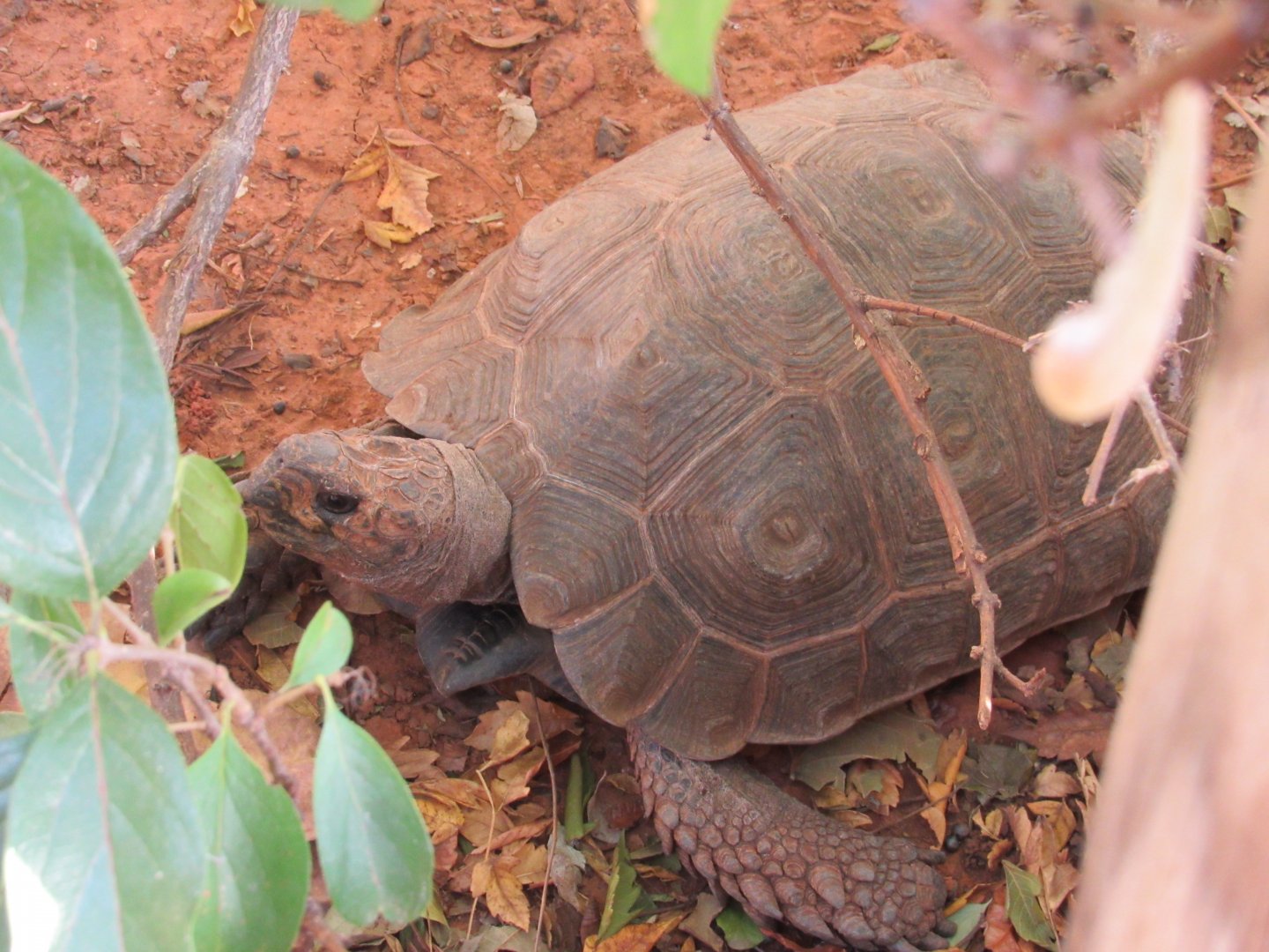 Asian Brown Tortoise (Manouria emys)