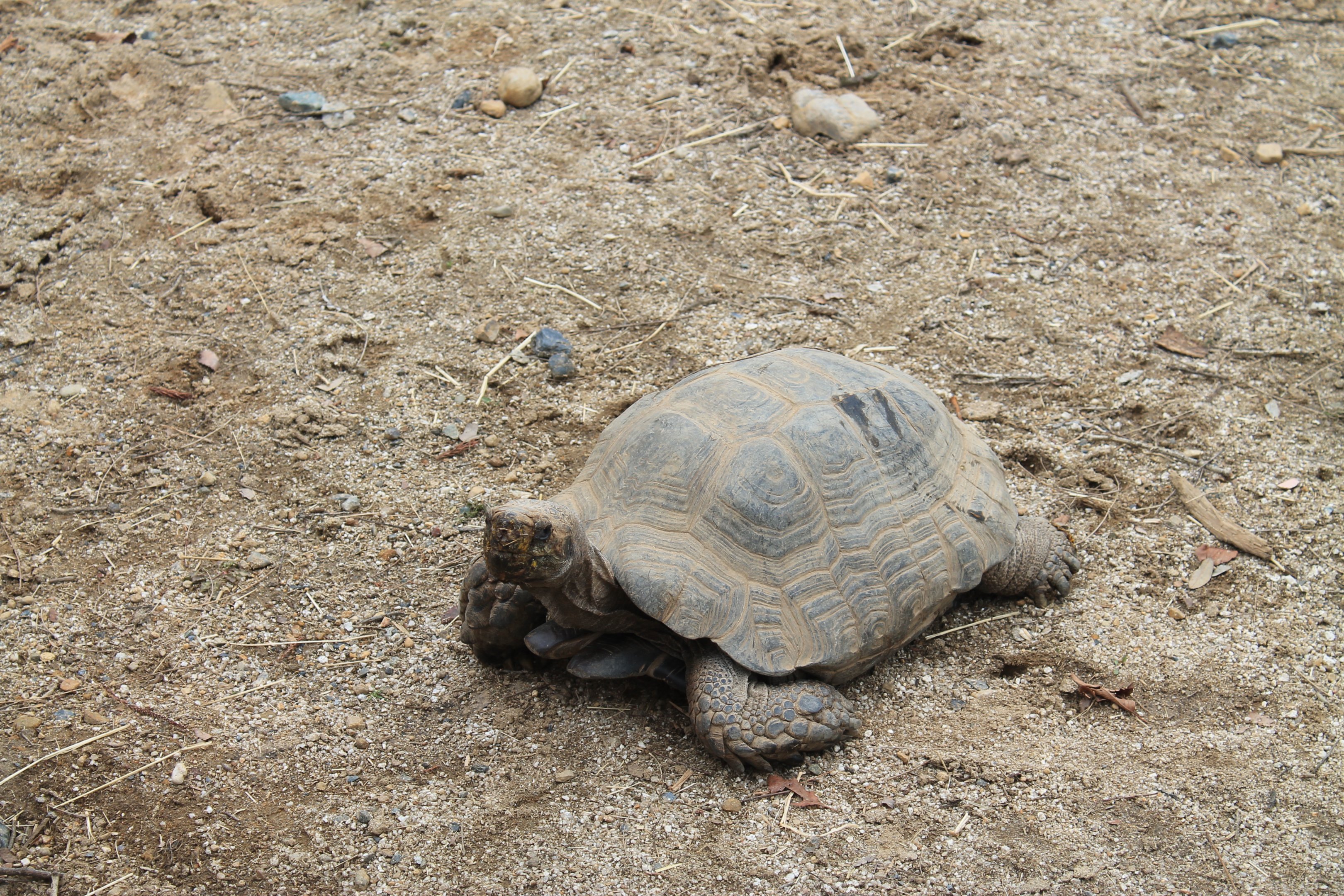 Asian Brown Tortoise - Saitama Childrens Zoo