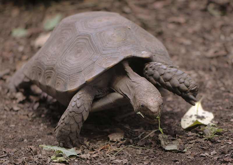 Asian brown tortoise