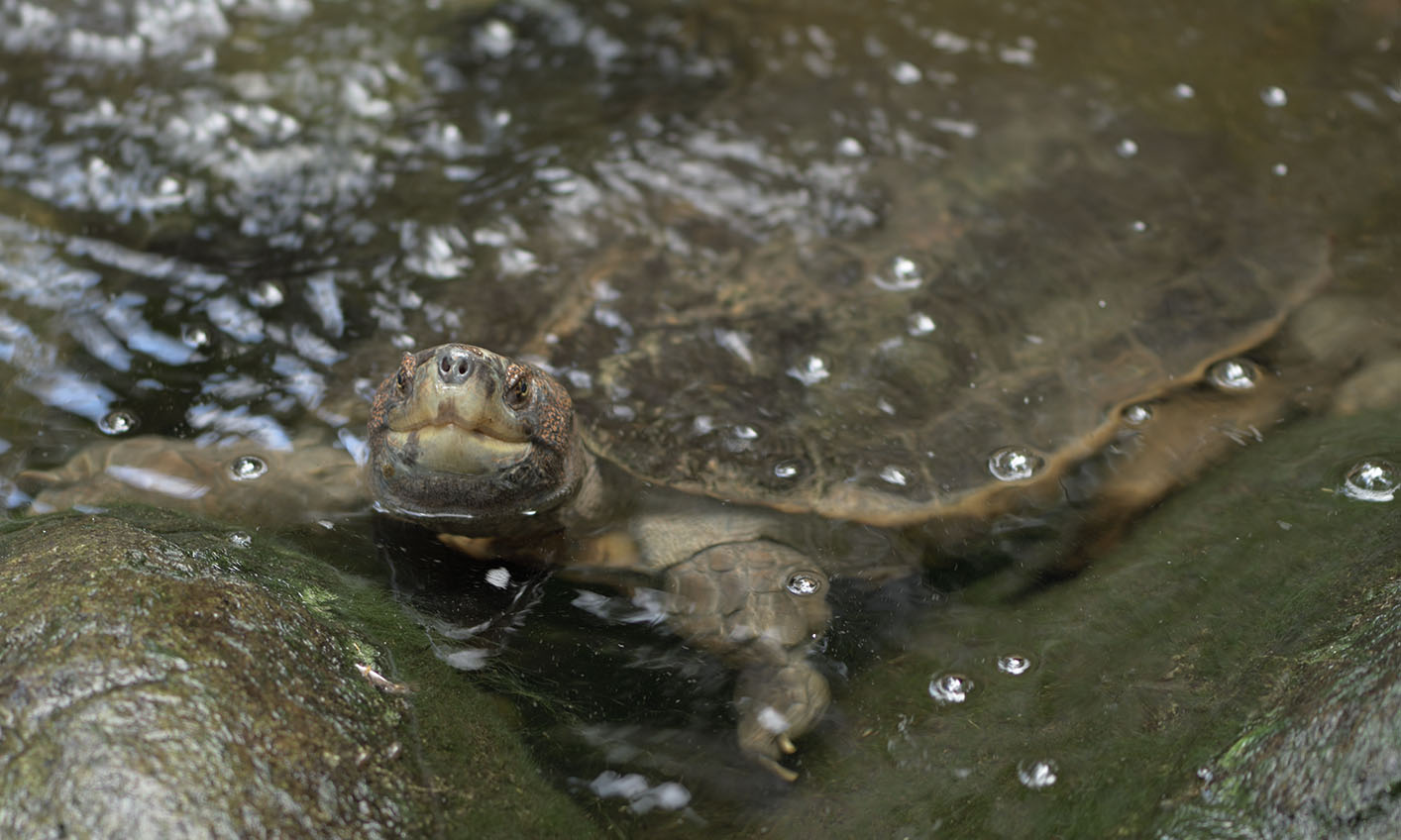 Asian brown tortoise