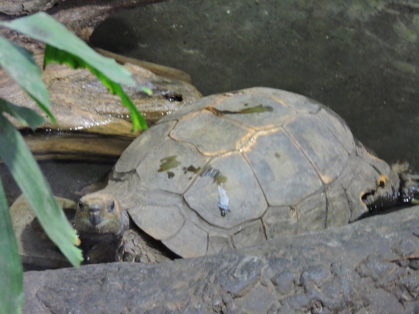 Asian Brown Tortoise