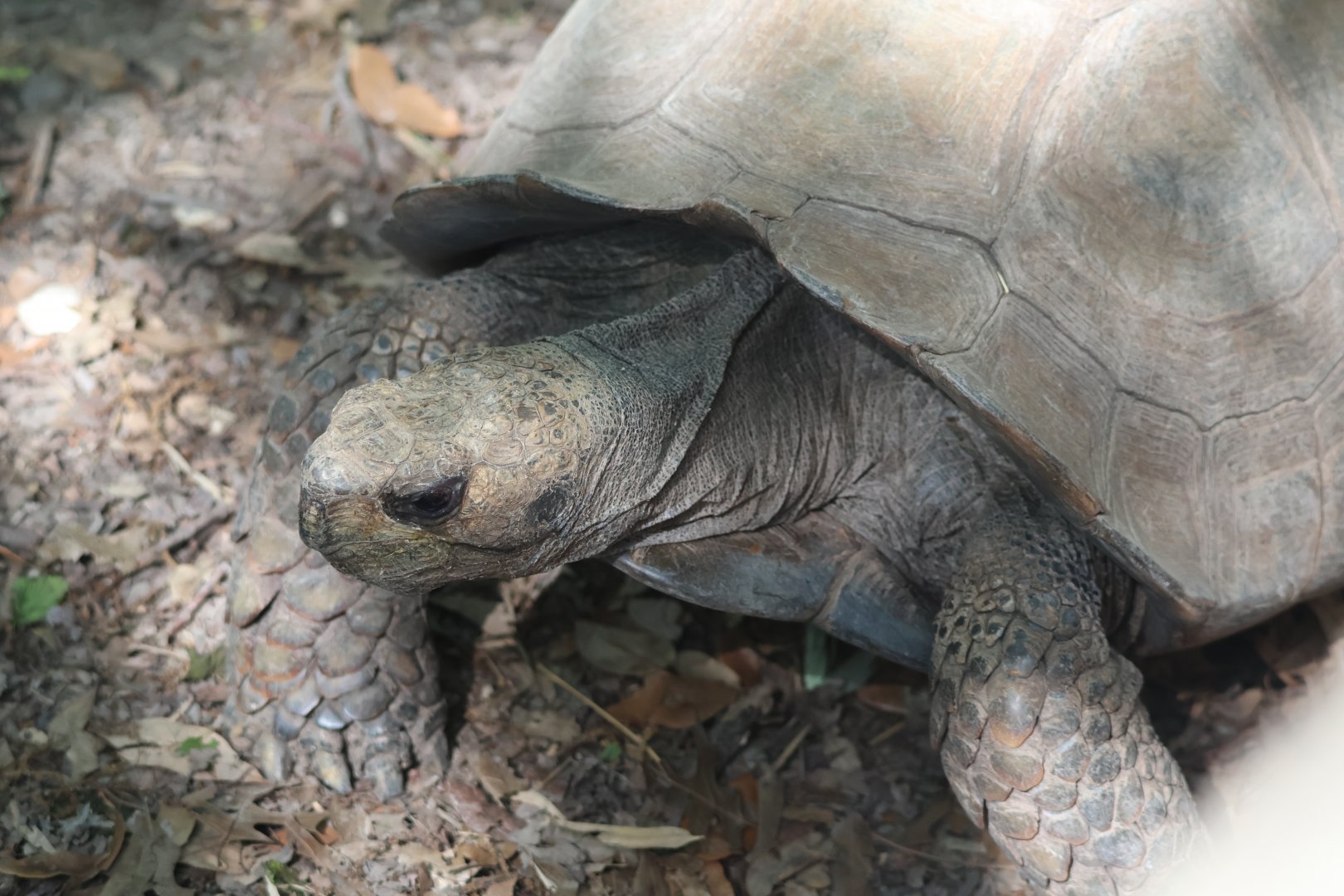 Asian Brown Tortoise