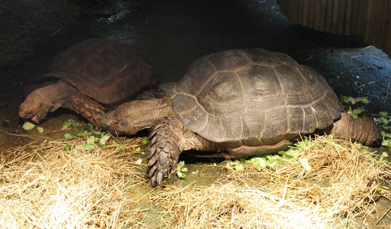 Asian brown tortoises