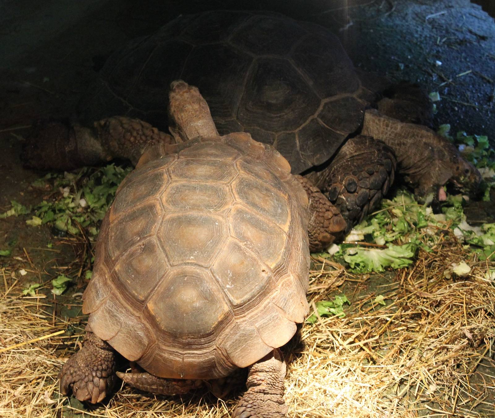 Asian brown tortoises