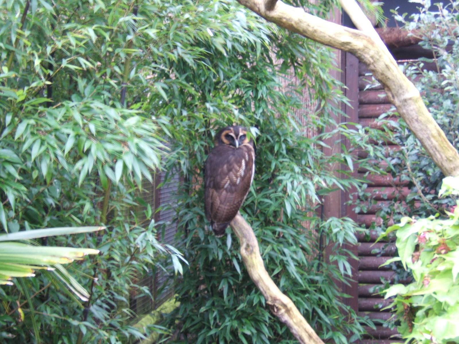 Asian Brown Wood Owl