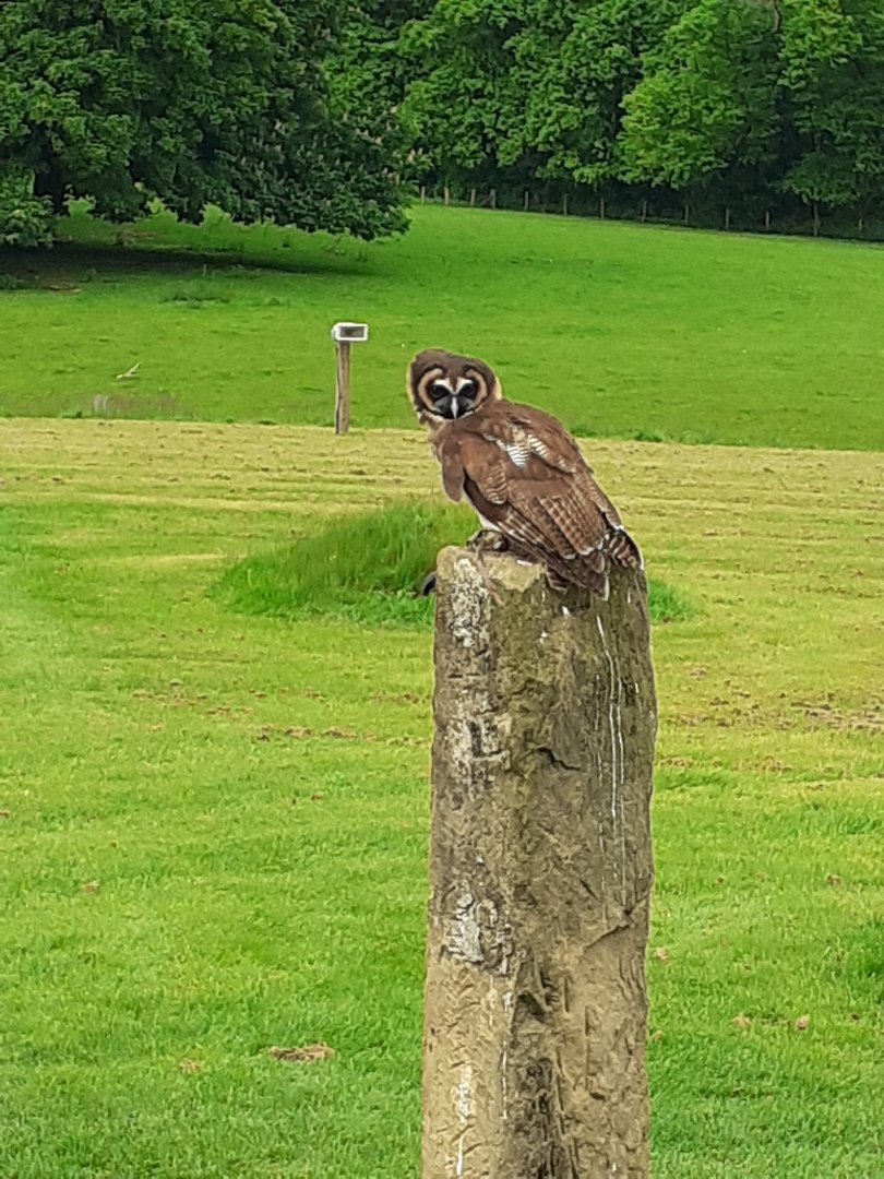 Asian brown wood owl