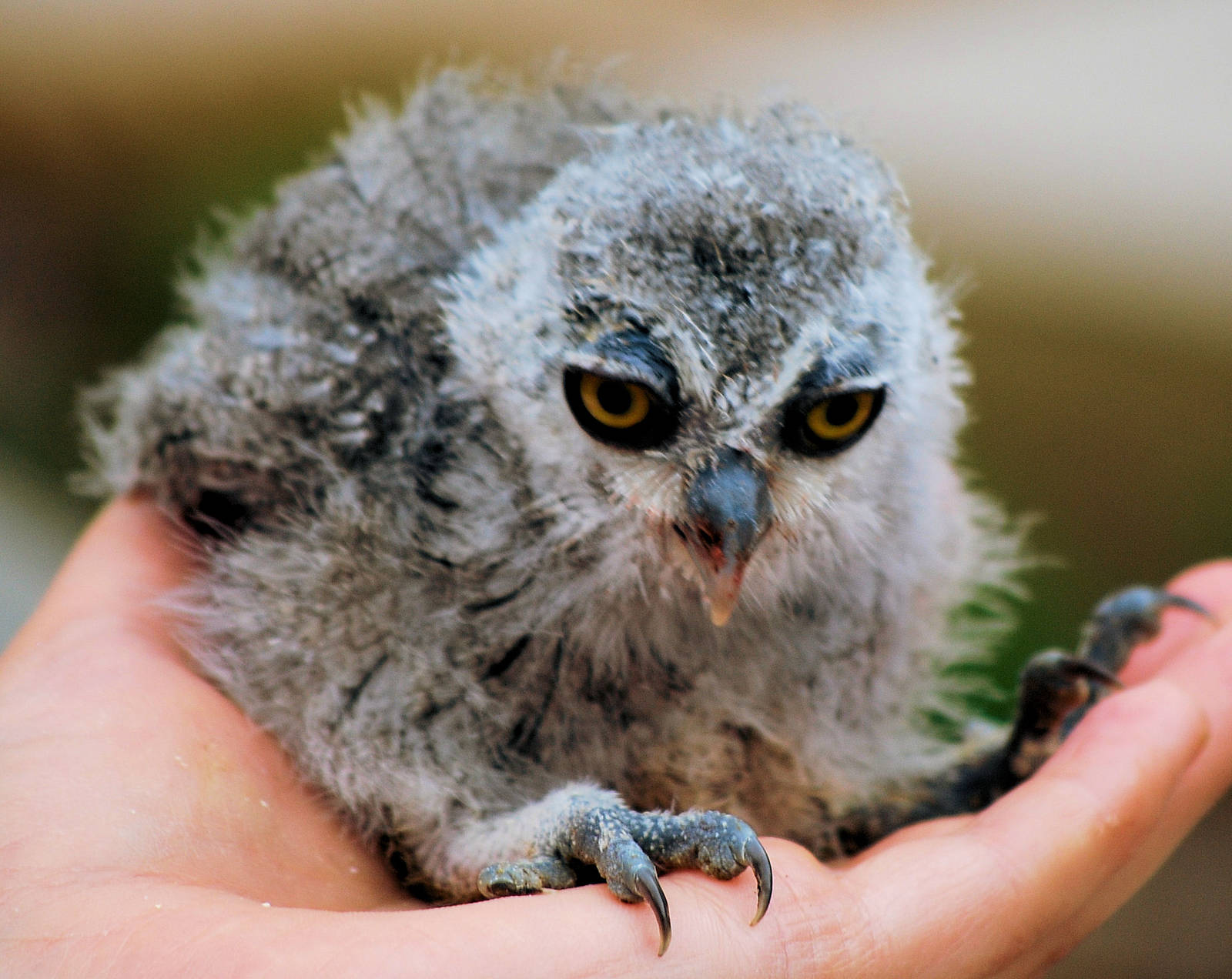 ASIAN BROWN WOOD OWL