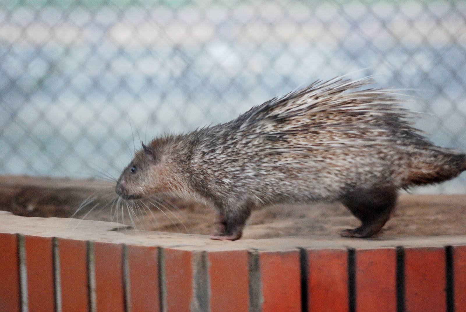 Asian Brush-tailed Porcupine at Hanoi Zoo, 15/03/12