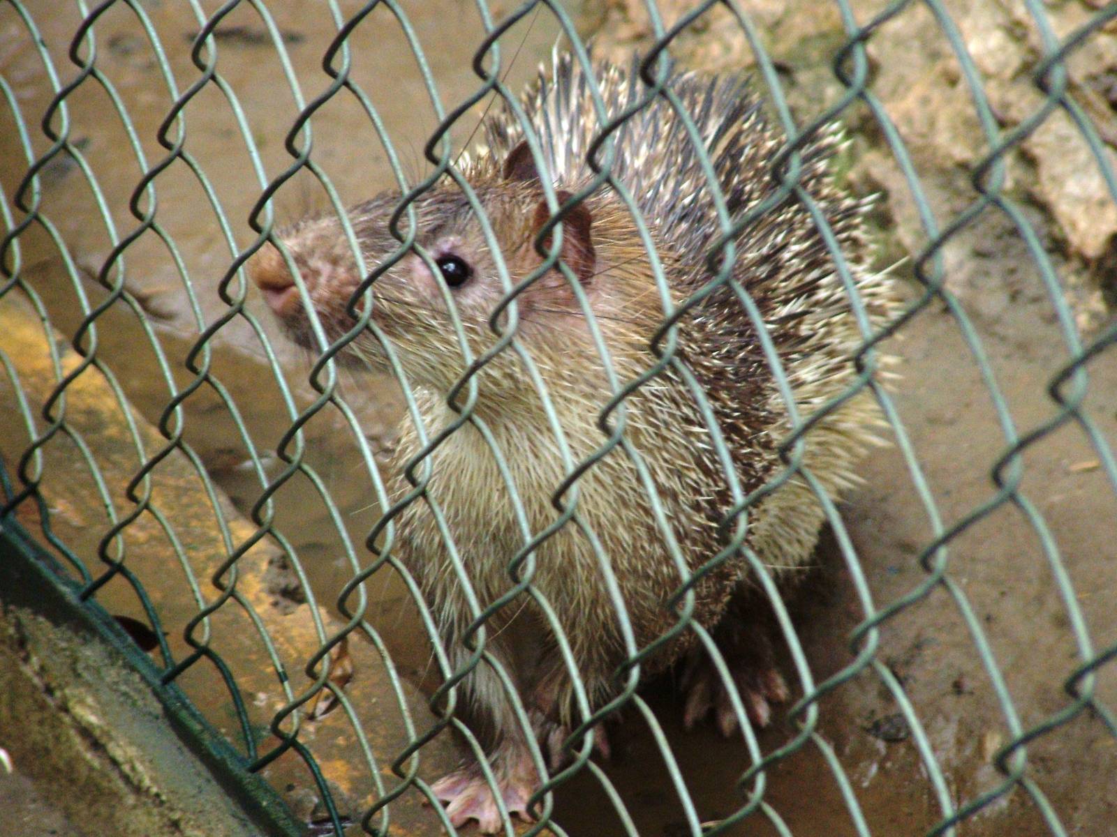 Asian Brush-tailed Porcupine at Hanoi Zoo, 15/03/12
