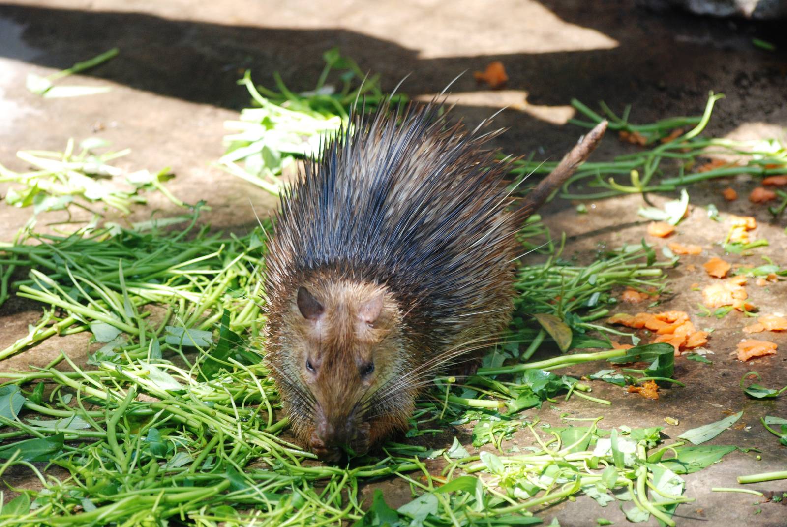 Asian Brush-tailed Porcupine at Saigon Zoo, 16/03/12