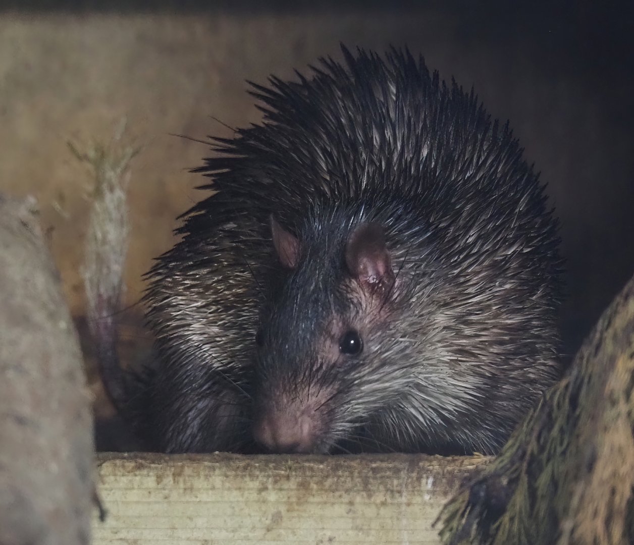 Asian brush-tailed porcupine (Atherurus macrourus), 2025-08-17