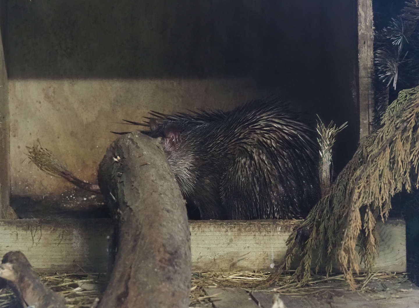 Asian brush-tailed porcupine (Atherurus macrourus), 2025-08-17
