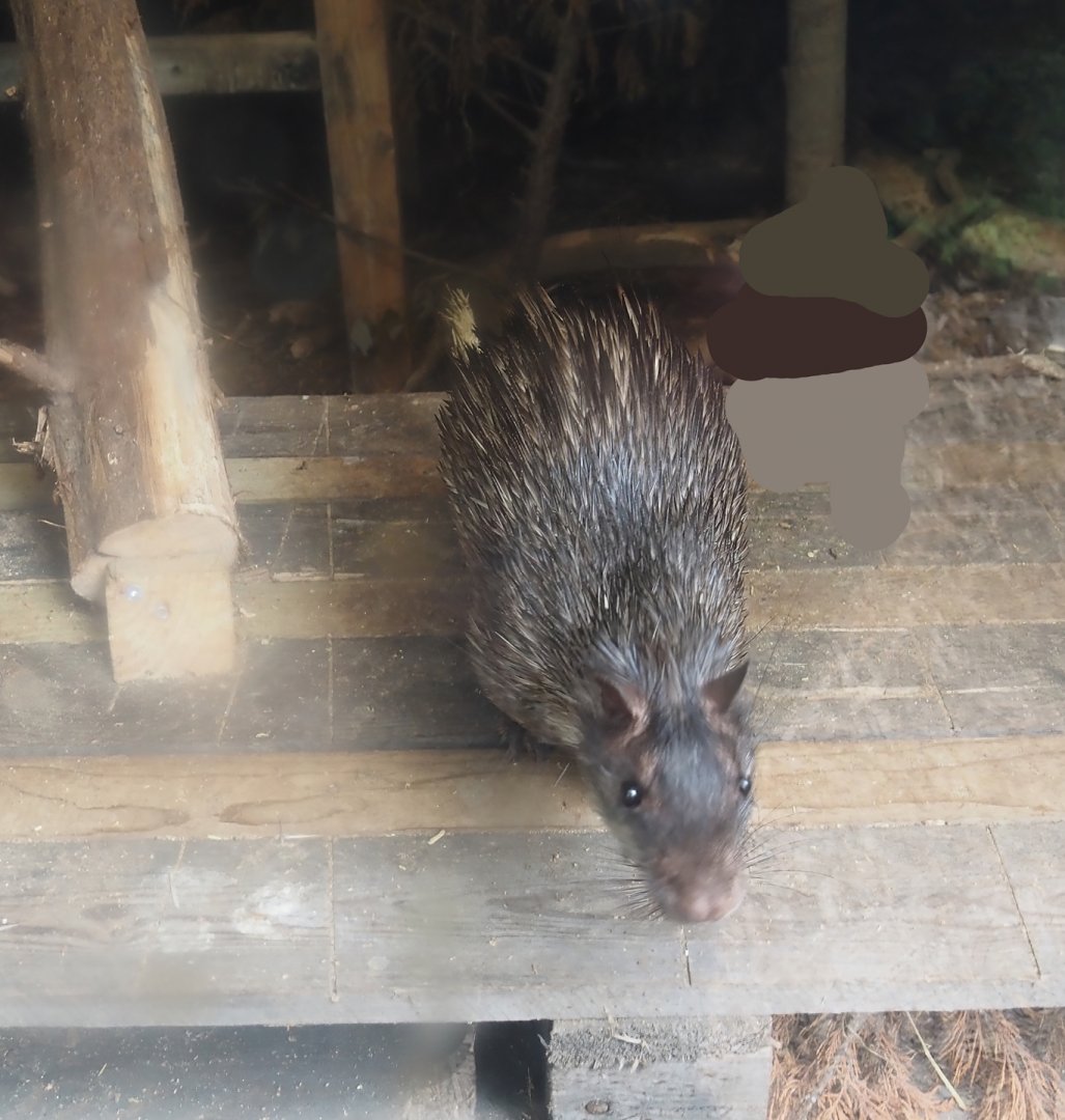 Asian brush-tailed porcupine (Atherurus macrourus), 2025-08-17