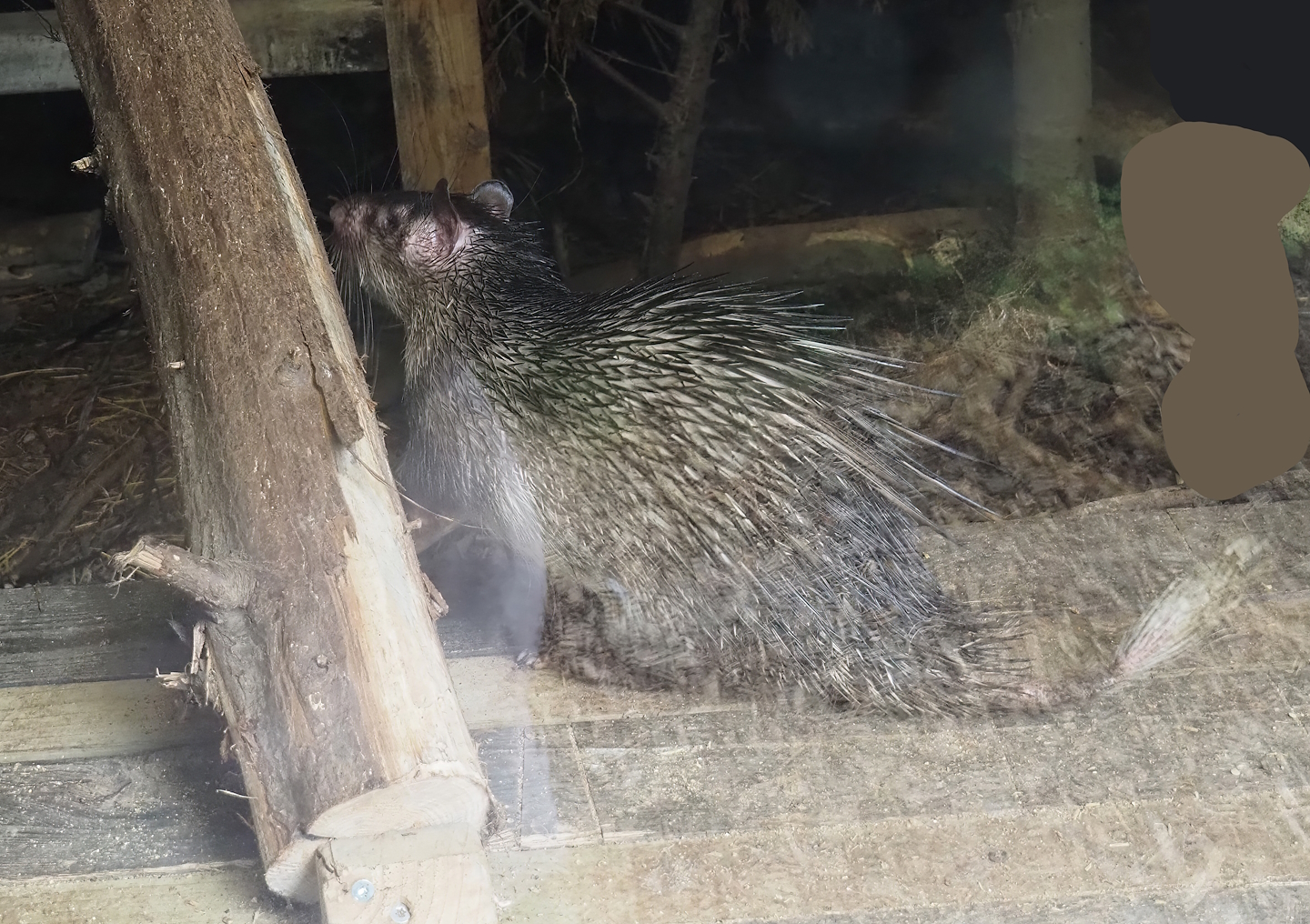 Asian brush-tailed porcupine (Atherurus macrourus), 2025-08-17