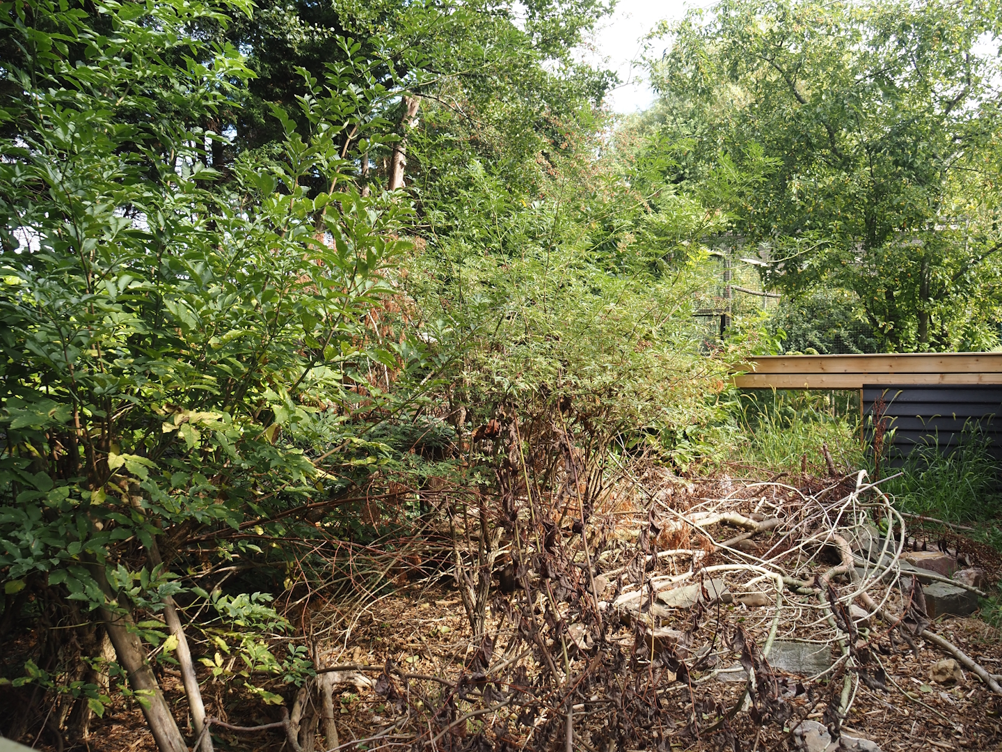 Asian brush-tailed porcupine exhibit, 2025-08-17