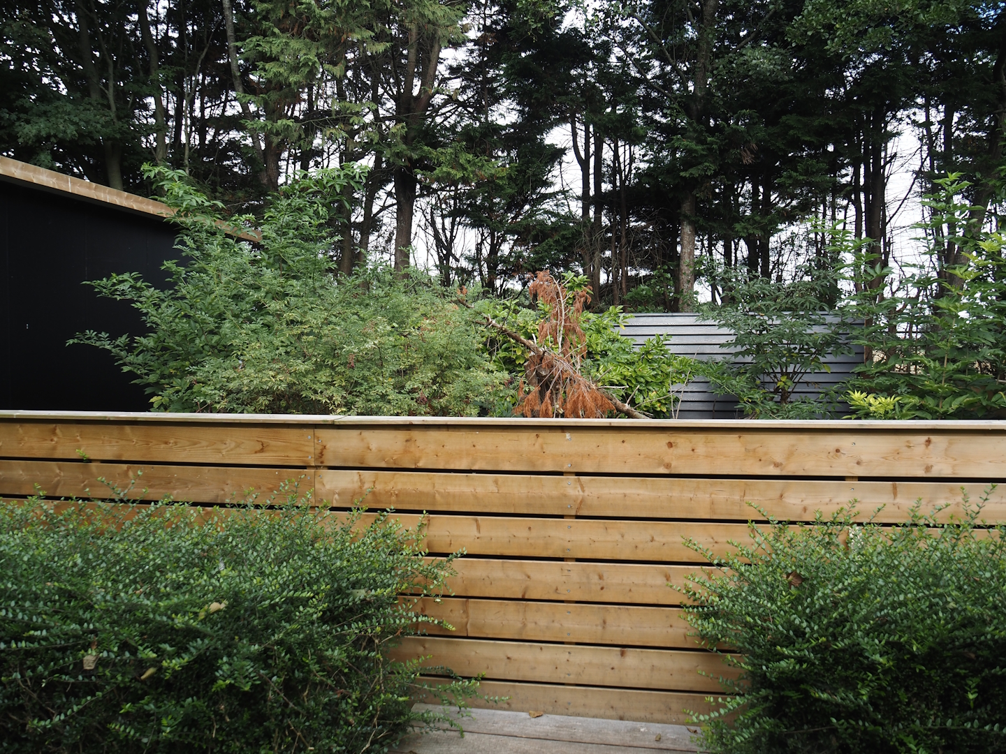 Asian brush-tailed porcupine exhibit, 2025-08-17