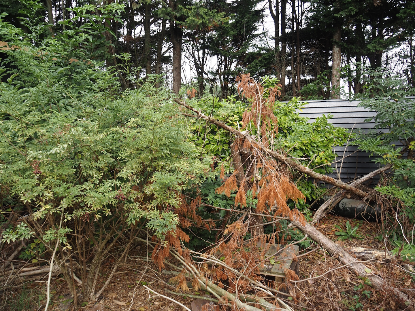 Asian brush-tailed porcupine exhibit, 2025-08-17