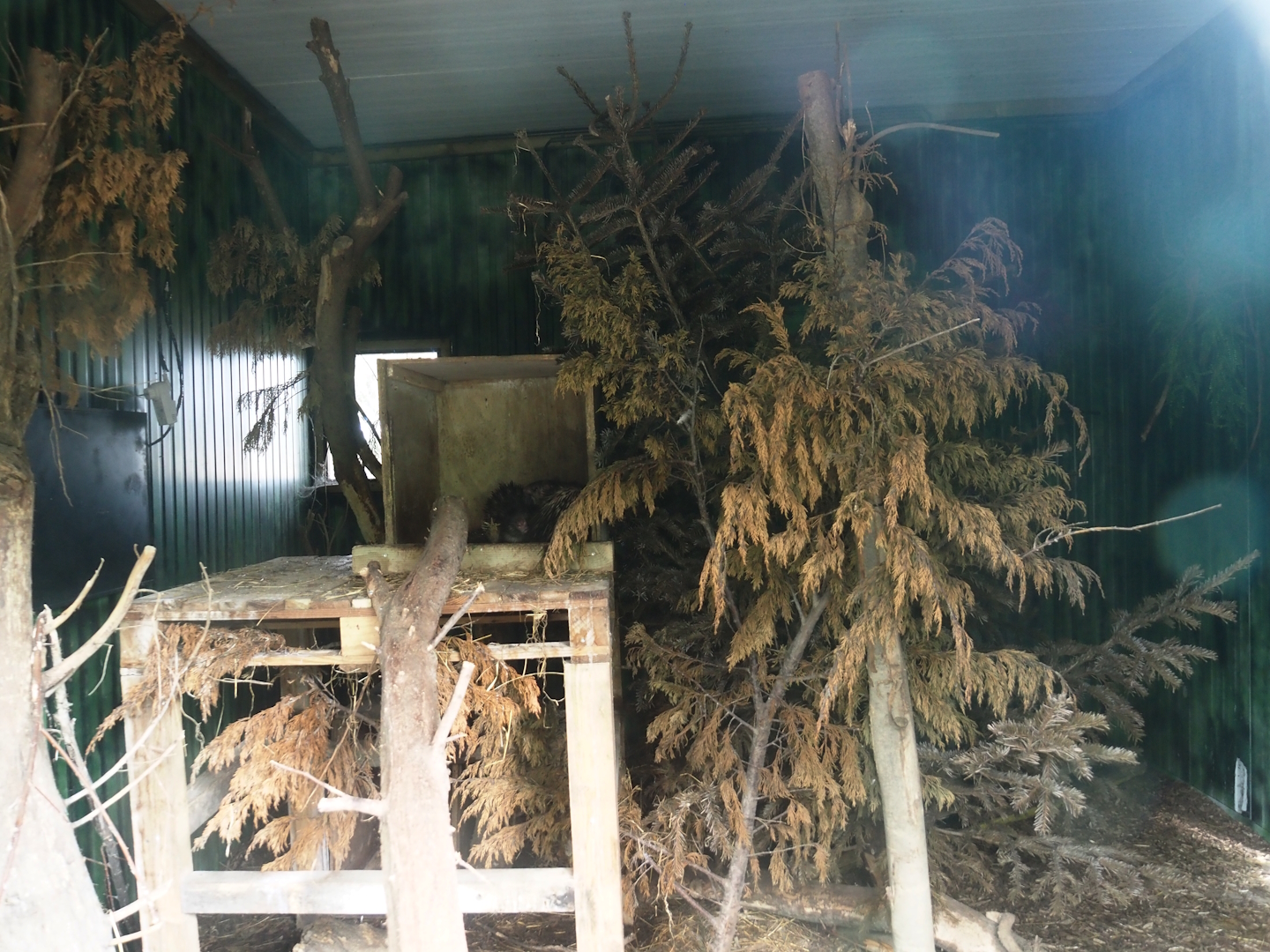Asian brush-tailed porcupine indoor exhibit, 2025-08-17