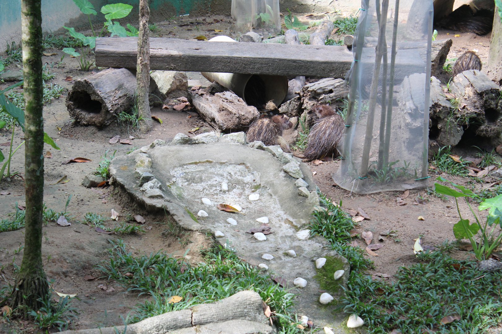 Asian brush-tailed porcupine