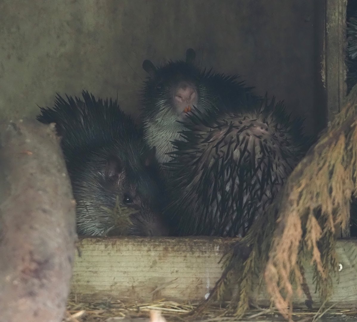 Asian brush-tailed porcupines (Atherurus macrourus), 2025-08-17