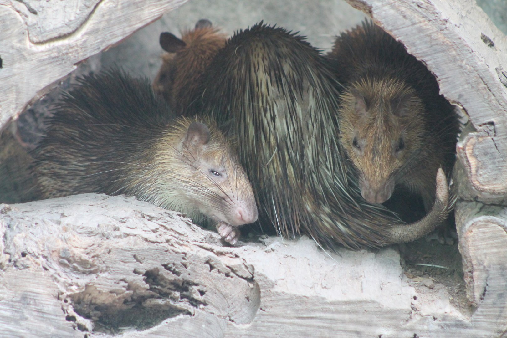 Asian Brush-tailed Porcupines (Atherurus macrourus)