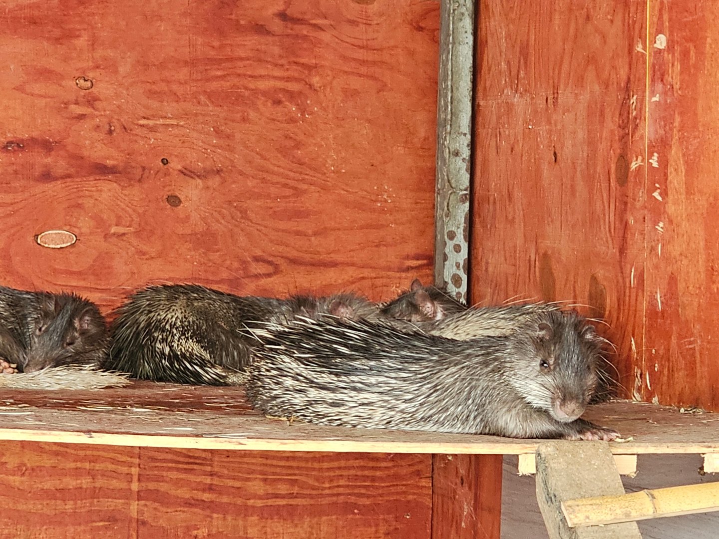 Asian brush-tailed porcupines