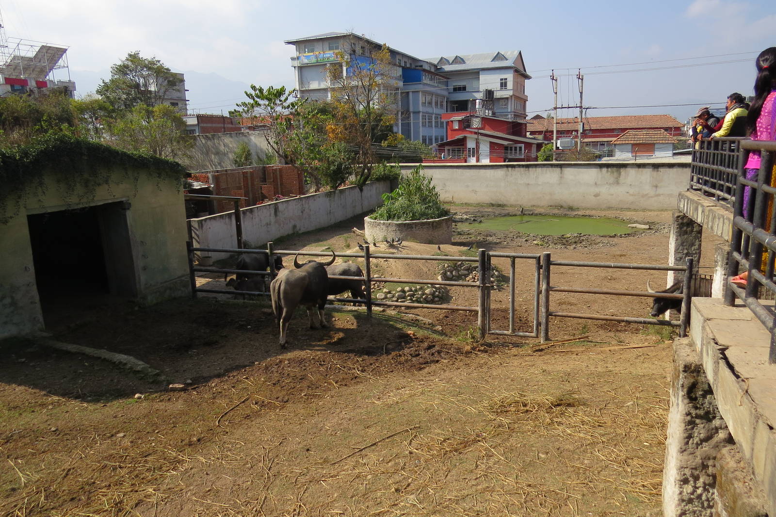 Asian Buffalo Exhibit