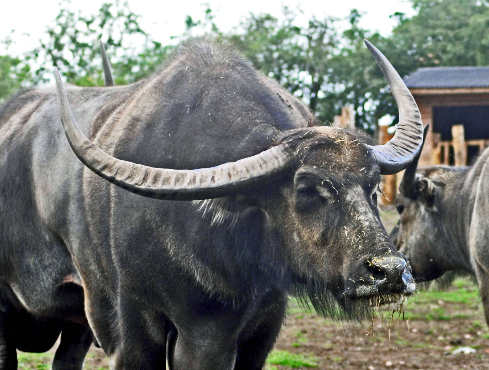 Asian Buffalo ?